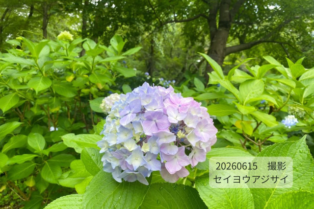 生田緑地「アジサイの開花2026」【川崎市】